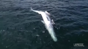 Hong Kong, trovata balena morta al largo di Sai Kung