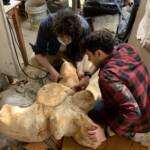 Perù, scoperto l’animale più pesante mai vissuto