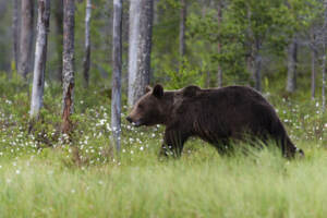 Trentino, è F36 l’orsa che ha inseguito gli escursionisti