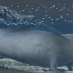 Scoperto l’animale più pesante del mondo: ecco com’era il Perucetus colossus