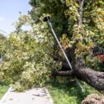 Maltempo Milano, al via raccolta per ripiantare 5mila alberi
