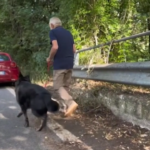 Estate, campagna della polizia contro l’abbandono di animali