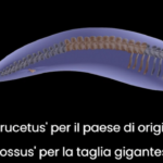 Perucetus colossus, il ritrovamento dell’animale più pesante al mondo