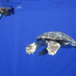 Tartarughe marine, Wwf: superati i 100 nidi in Sicilia