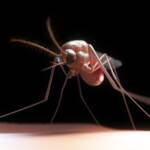 West Nile, tutto quello che c’è da sapere: sintomi, trasmissione, cure