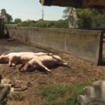 Bosnia, 20mila maiali abbattuti per l’influenza suina