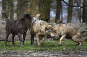 Trentino, Tar respinge sospensiva decreto abbattimento lupi
