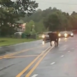 Usa, toro spaventato per le strade di Charlotte