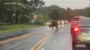 Usa, toro spaventato per le strade di Charlotte
