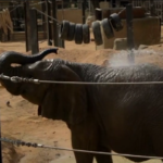 Caldo a Barcellona, cibo congelato per gli animali allo zoo