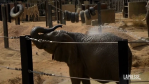 Caldo a Barcellona, cibo congelato per gli animali allo zoo