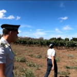 Lecce, scoperti oltre 900 falsi braccianti agricoli