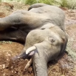 India, elefante investito da treno: i veterinari tentano di salvarlo