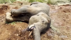 India, elefante investito da treno: i veterinari tentano di salvarlo