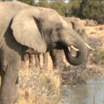 Si celebra la Giornata Mondiale dell’elefante