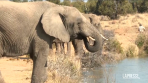 Si celebra la Giornata Mondiale dell’elefante