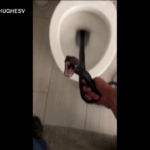 Arizona, torna a casa e trova un serpente nel Wc: “Un incubo”