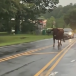 Usa, toro si aggira per le strade di Charlotte