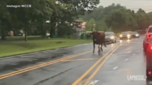 Usa, toro si aggira per le strade di Charlotte