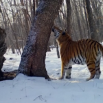 Kazakistan, il piano del WWF per la reintroduzione delle tigri