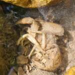 Ferragosto, ‘fauna minore’ a rischio per gite fuori porta