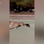 Chieti, lupo o cane? Un animale semina il panico a Vasto
