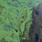 Venezuela, petrolio e alghe tossiche nel lago Maracaibo
