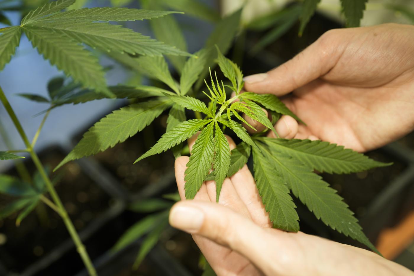 Cannabis, Germania verso ok a legalizzazione per uso personale