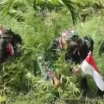 Indonesia, bruciate migliaia di piante di marijuana