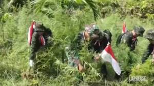 Indonesia, bruciate migliaia di piante di marijuana