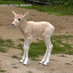 Usa, antilope in via di estinzione è nata allo zoo di Chicago
