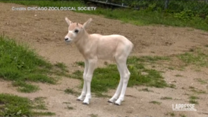 Usa, antilope in via di estinzione è nata allo zoo di Chicago