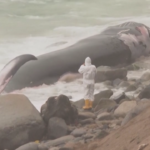 Perù, balena morta ritrovata in spiaggia vicino a Lima