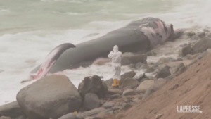 Perù, balena morta ritrovata in spiaggia vicino a Lima
