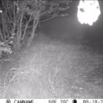 Lupo preda cuccioli di cinghiale, le immagini in val di Taro
