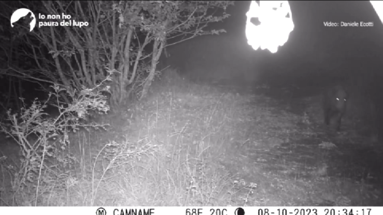 Lupo insegue un cucciolo di cinghiale e lo sbrana tra le auto in sosta