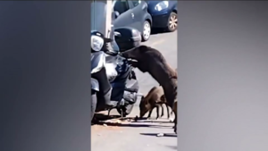 Genova, cinghiale assalta scooter: il video è virale