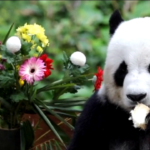 Malesia, festa di compleanno per due panda