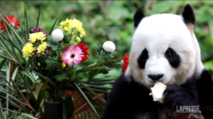 Malesia, festa di compleanno per due panda
