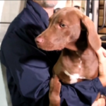 Incendio Hawaii, cuccioli di cane salvati dalle fiamme