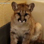 Usa, lo zoo di Philadelphia salva dei cuccioli di puma