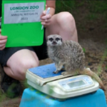 Regno Unito, ecco come si pesano e misurano gli animali allo zoo di Londra