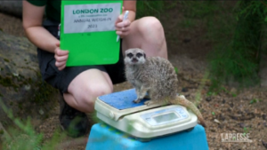 Regno Unito, ecco come si pesano e misurano gli animali allo zoo di Londra