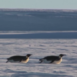 Antartide, cambiamento climatico mette a rischio futuro pinguini imperatore