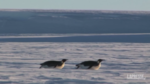 Antartide, cambiamento climatico mette a rischio futuro pinguini imperatore