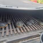 Ambiente, ‘tartaruga guance rosse’ problema per salute e altre specie