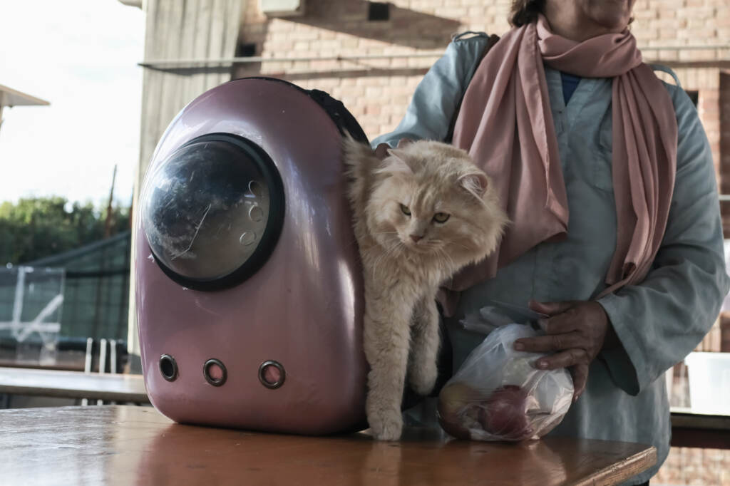 Galleria foto 'Migranti, Mofida e il suo gatto Mishou arrivati a Torino dalla Libia FOTOGALLERY' - foto 5