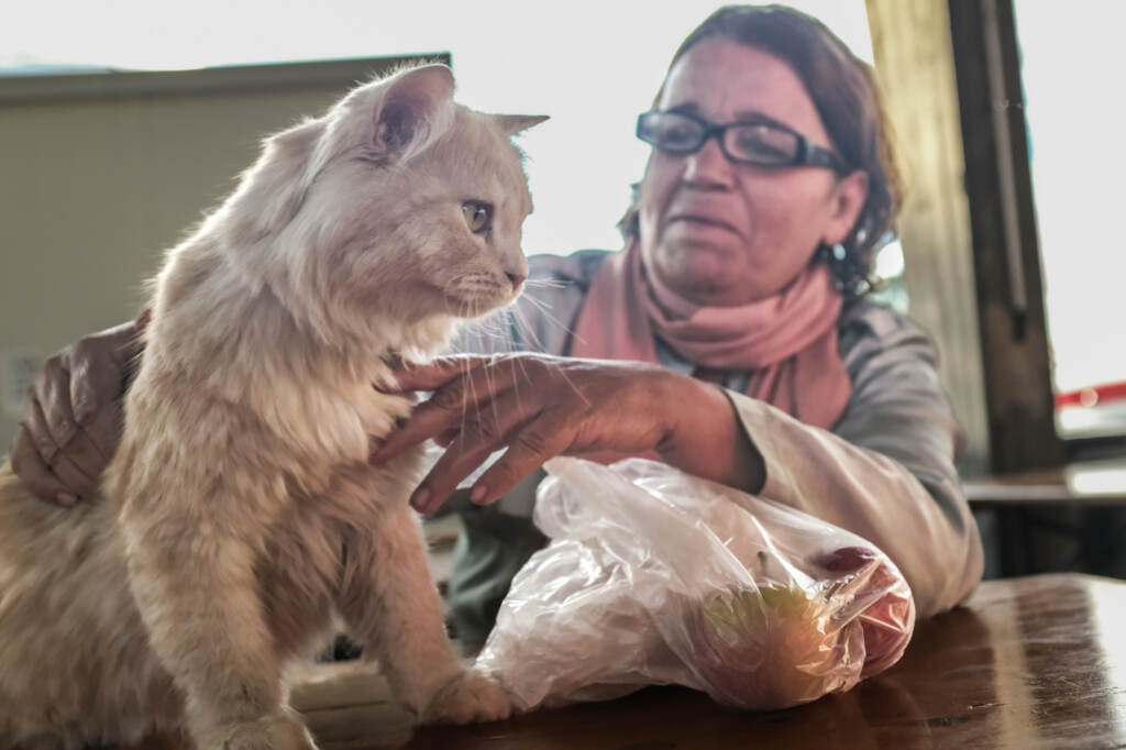 Galleria foto 'Migranti, Mofida e il suo gatto Mishou arrivati a Torino dalla Libia FOTOGALLERY' - foto 2