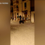 Orsa Amarena, l’ultimo video coi suoi cuccioli
