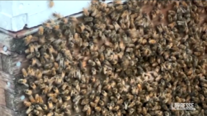 Canada, allarme api vicino a Toronto: 5 mln di insetti cadono da camion